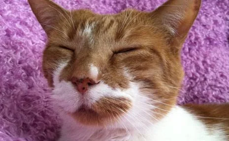 In Memory of Sir Charles Buttonsworth (??? - 2013)