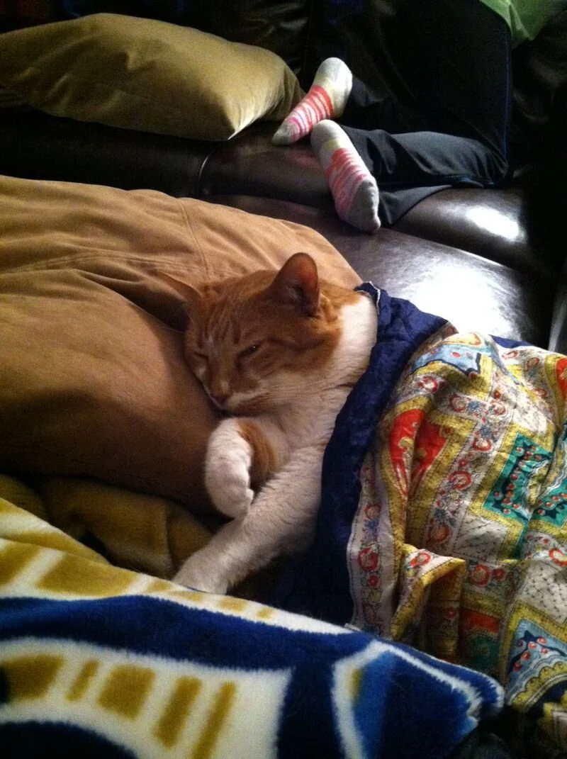 The Second Cat Who Can't Wipe His Own Ass