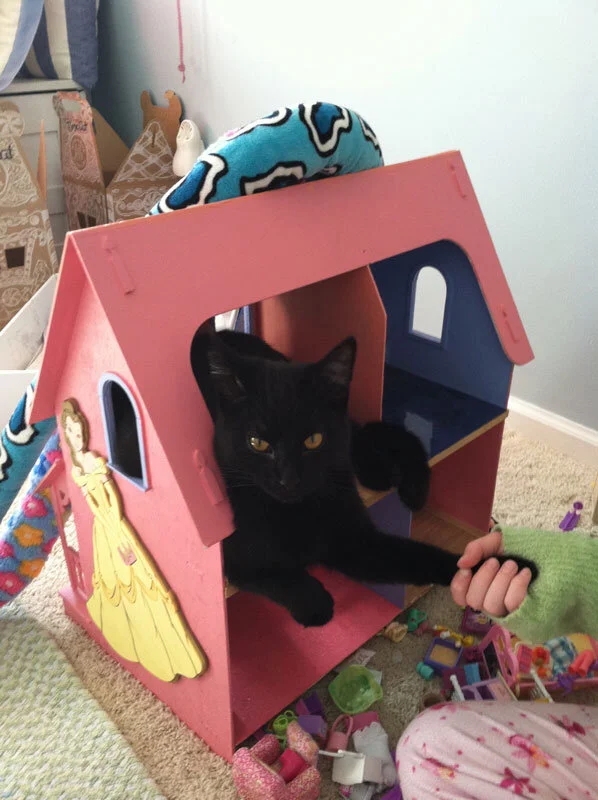 Cat in a Dollhouse