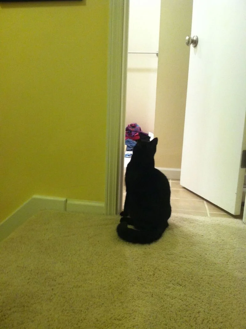 The Most Stressful Day Ever, and My New Cats