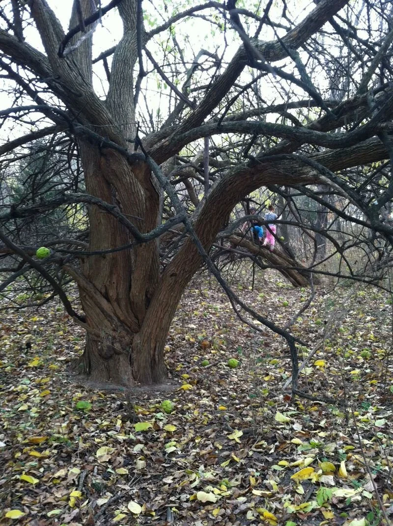 The Most Amazing Tree Ever in the History of the Earth