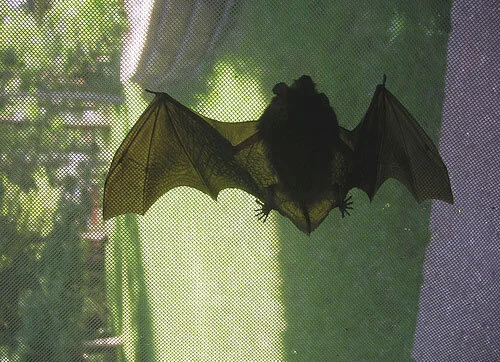 That Was NOT a Cicada