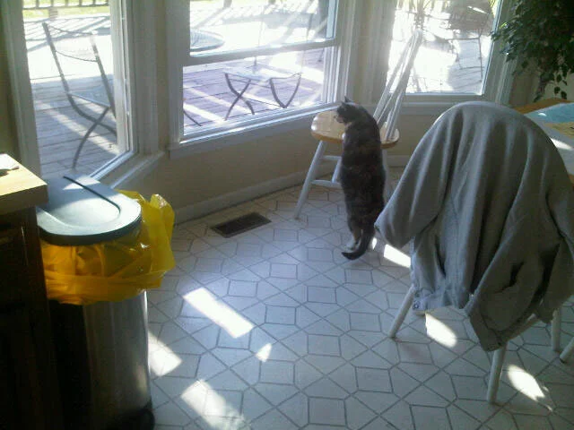 Hellcat, Interrupted