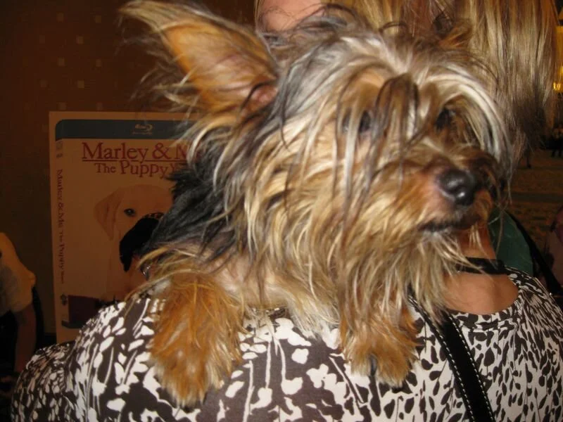 Gone Photoblog: Twizzler Art, Full Body Tattoos & Puppies at BlogHer '11