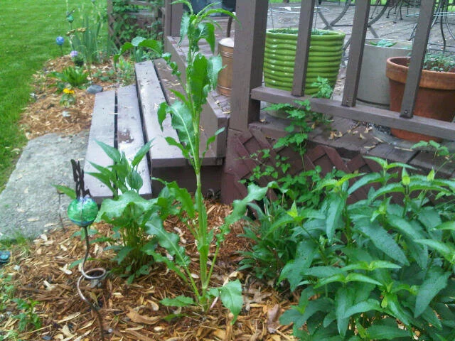 I Think This Is a Weed, But I Keep Watering It