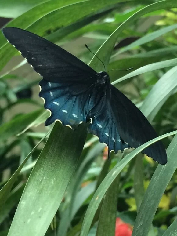 Notes From the Orthopedic Surgery Waiting Room