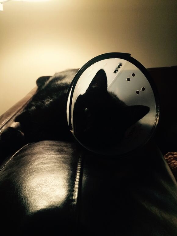 The Little Black Cat Had Surgery