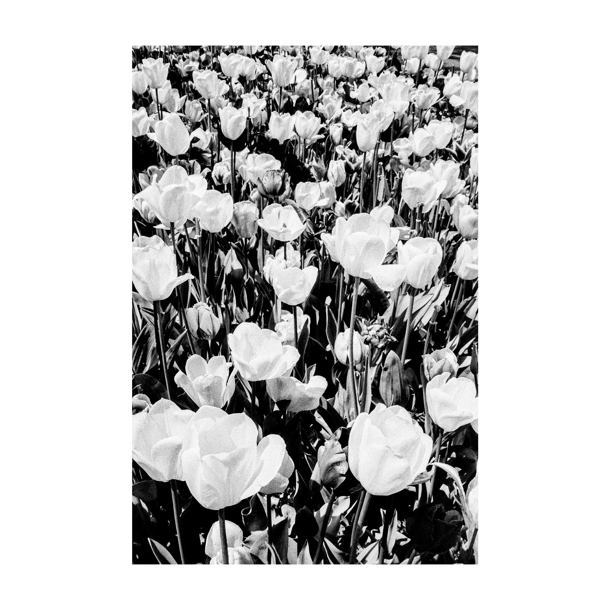 Flowers- 'Street Vogue' Series- Fine Art Print by Alberto Scattolin