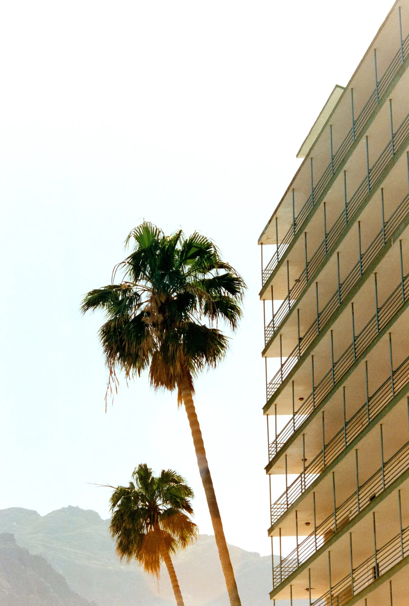 SV_PALMS_2.JPG