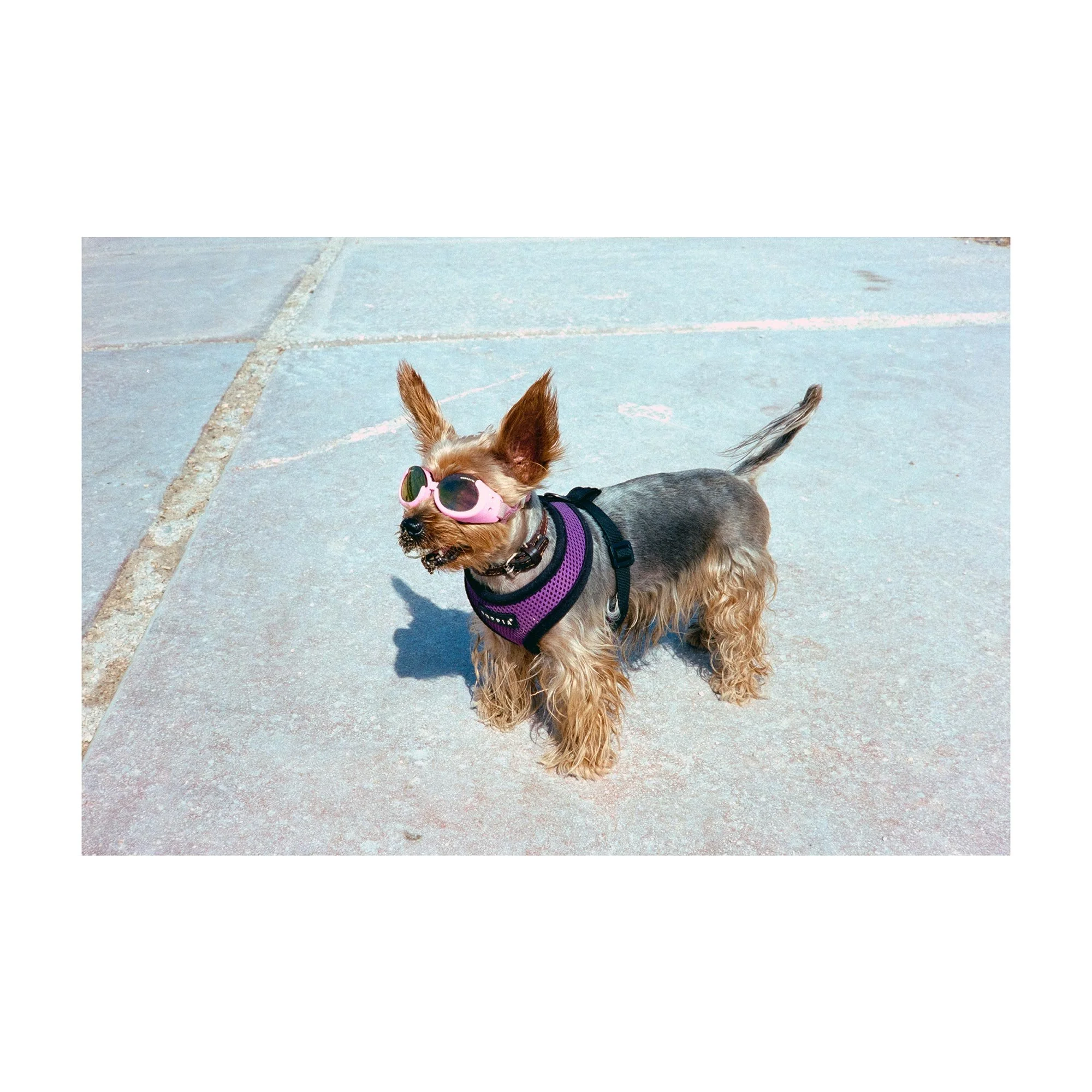 Dog - 'Street Vogue' Series- Fine Art Print by Alberto Scattolin
