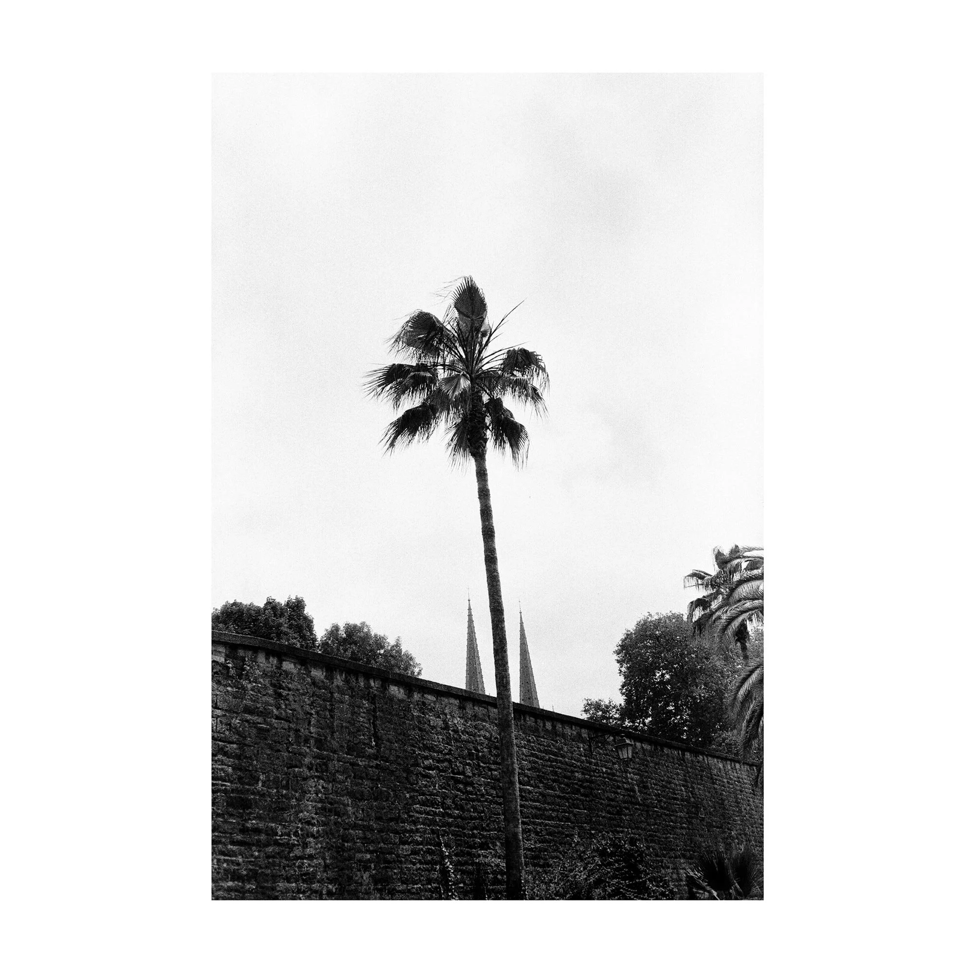 Palm - 'Street Vogue' Series- Fine Art Print by Alberto Scattolin