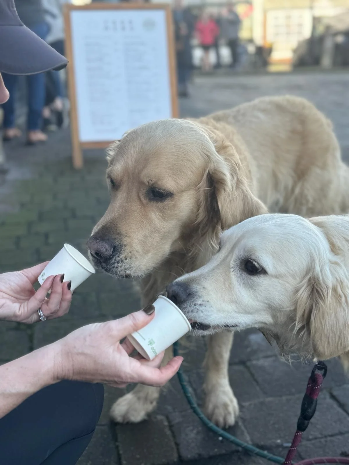 18a8175c-a1b4-459e-b625-6b8ecef3fded.jfif