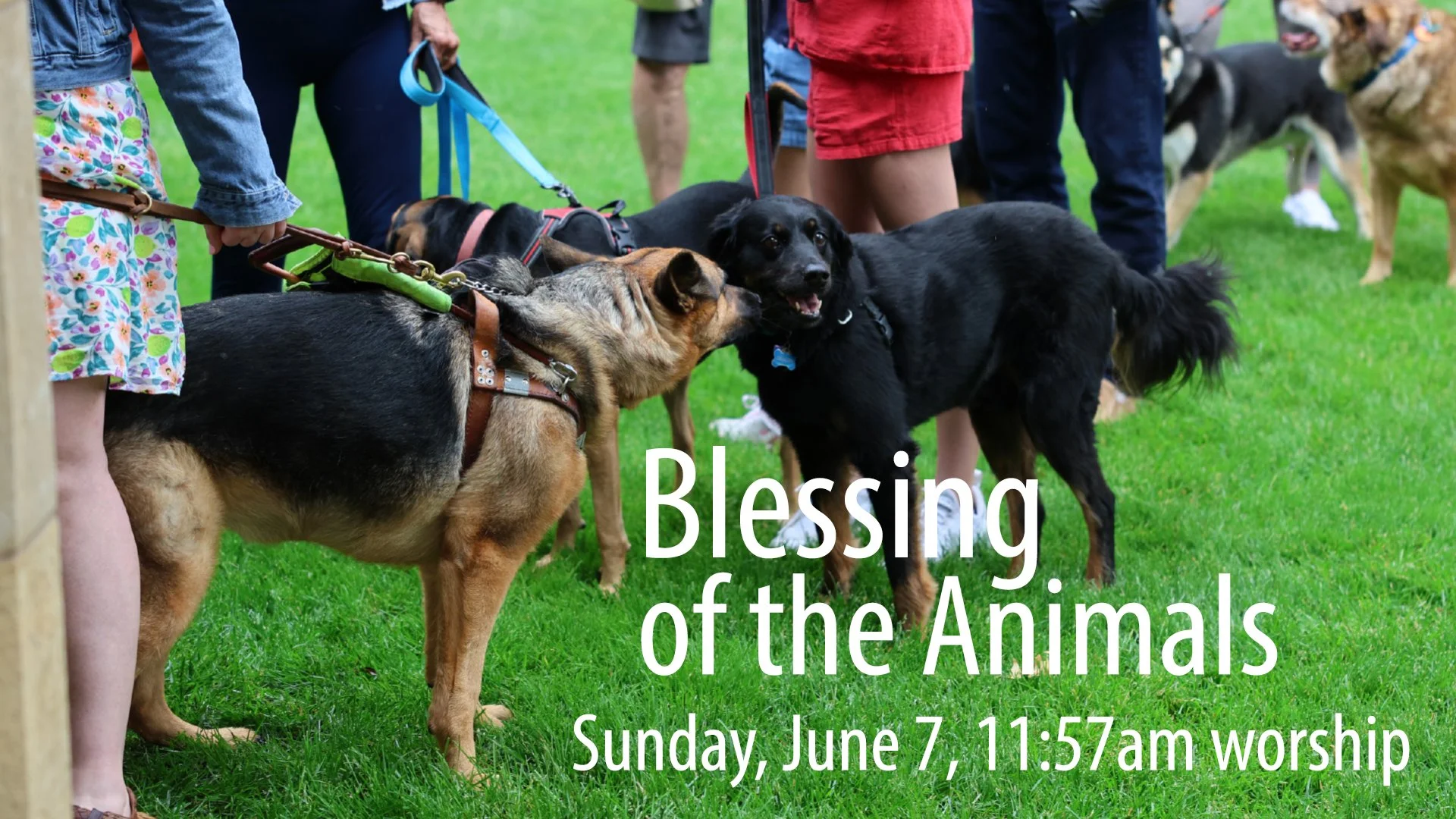 BlessingoftheAnimals2026 copy.jpg