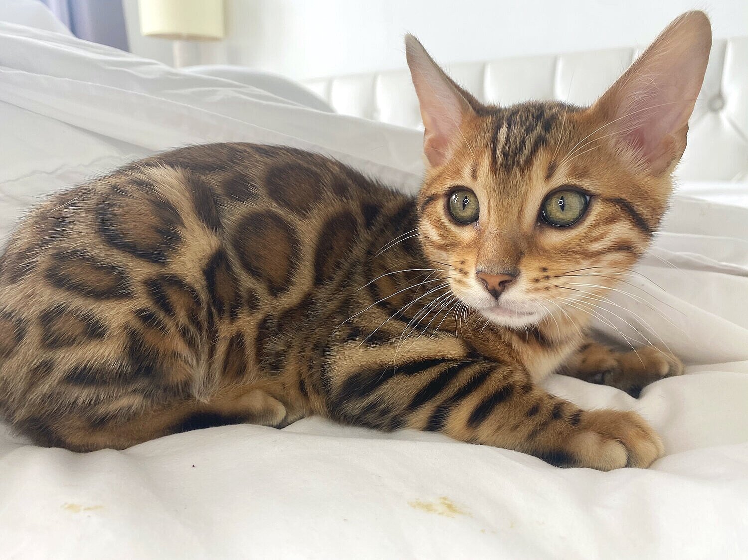 Clouded Bengal Cats — Bengal Cat Breeder Los Angeles , California and