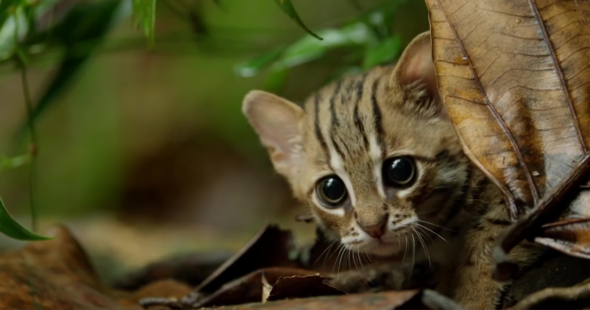 rusty spotted cat for sale usa