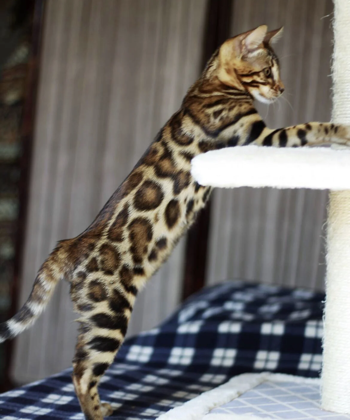Glitter Bengal Cats — Bengal Cat Breeder Los Angeles , California and