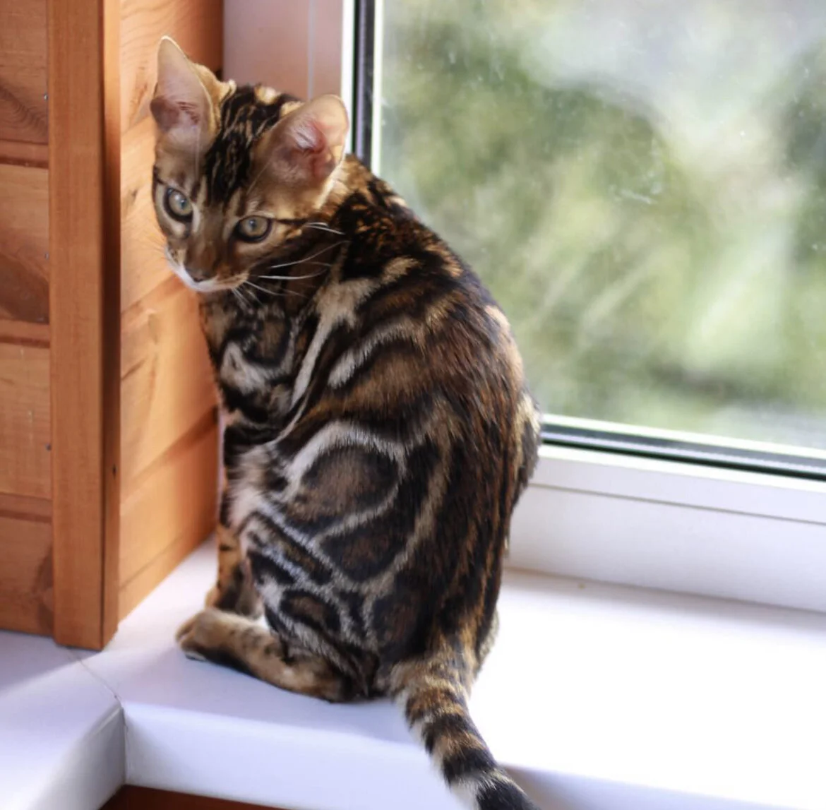 Bengal Cat Personality — Bengal Cat Breeder Los Angeles , California