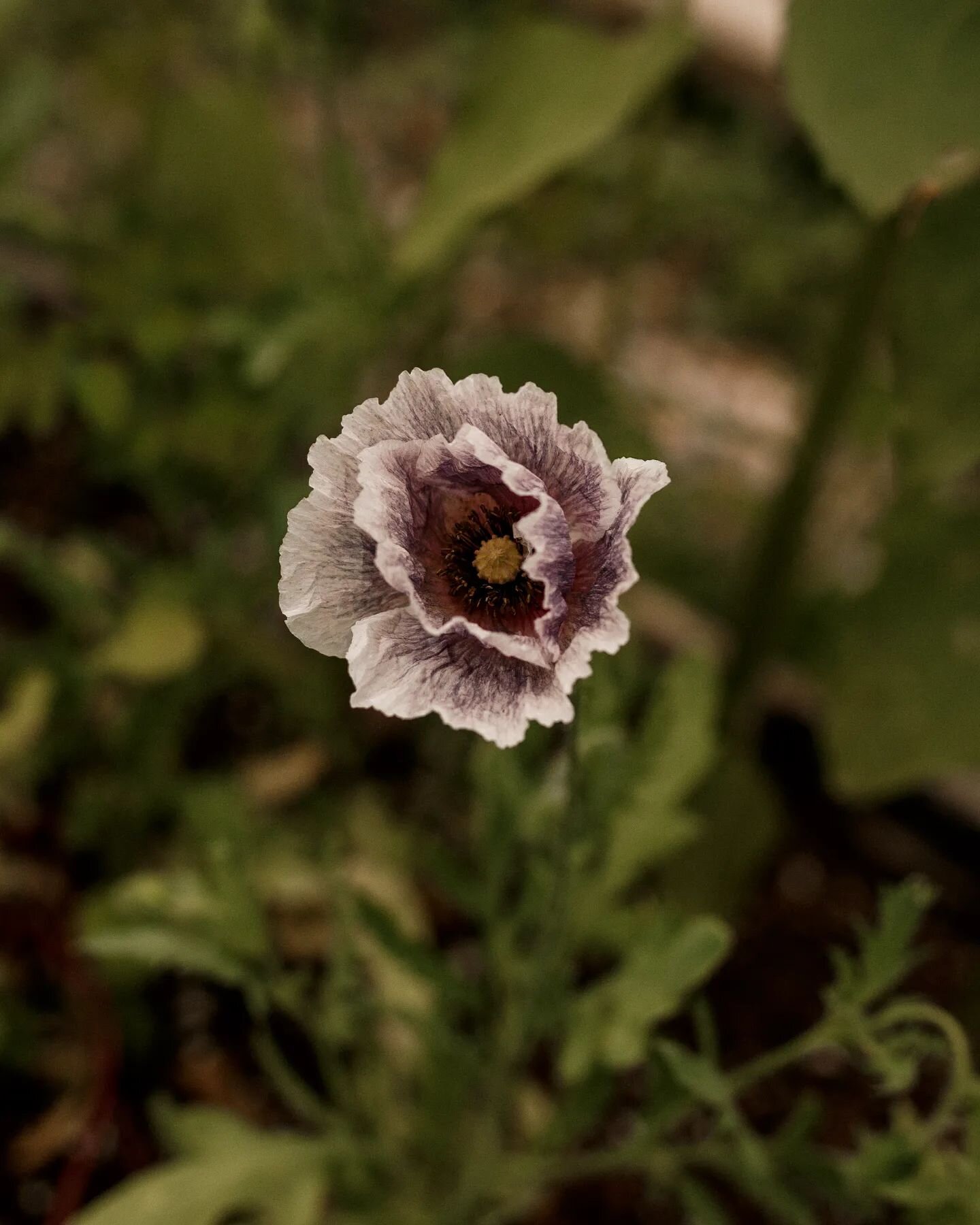 J'attendais avec beaucoup d'impatience la floraison de ces pavots &quot;Amazing Grey&quot; ! Sem&eacute;s au d&eacute;but de juin. 😍
.
.
.
.
.
.
#pavot #flowerstagram #amazinggreypoppy #amazinggrey #poppyflower #livinginthecountry #thesimpleeveryday