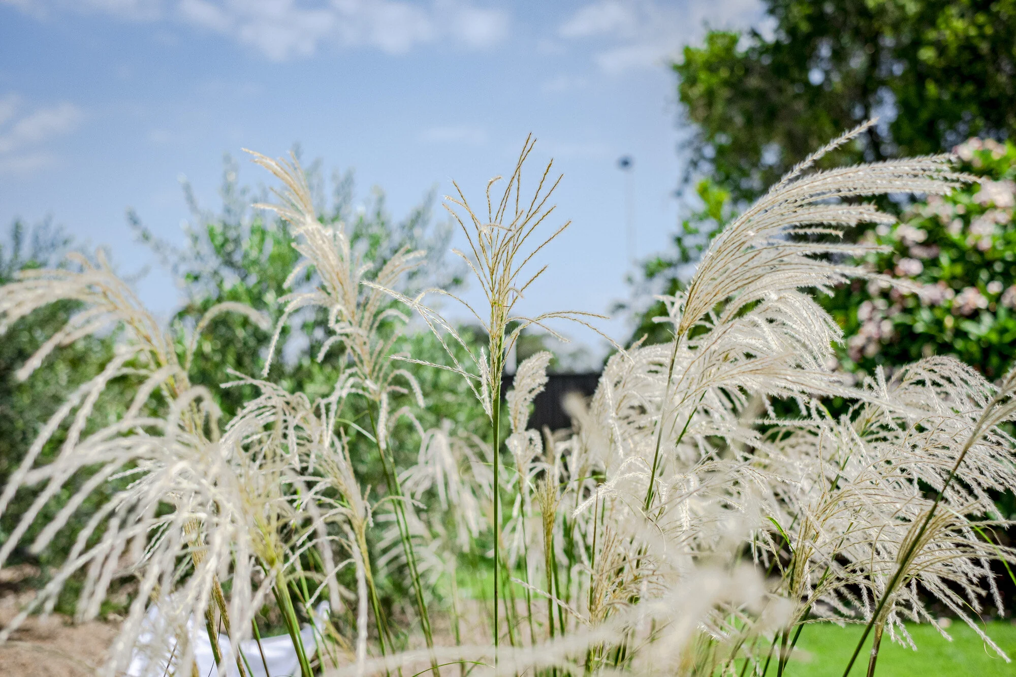 DSCF6115.jpg