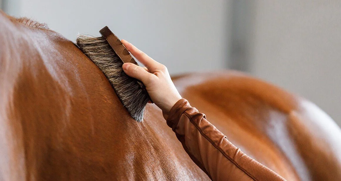 Conoce la manera correcta de ensillar a tu caballo — El Granero Ranch Store