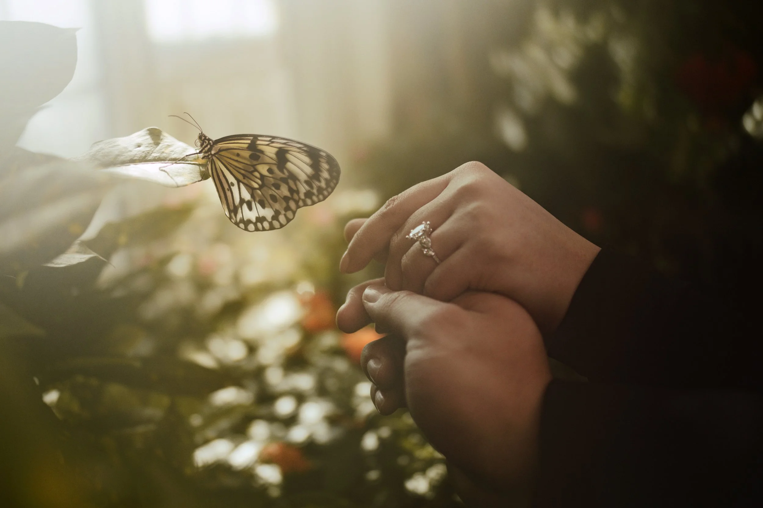 A close-up of a butterfly resting on a person's hand, with soft lighting and blurred background of indoor plants.