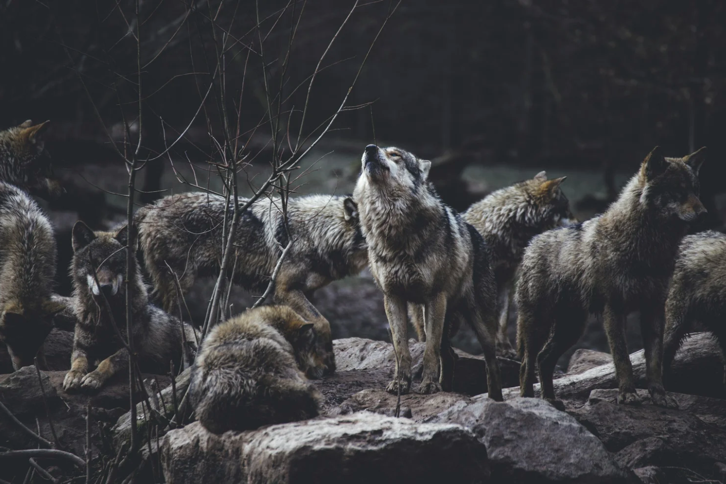 Winter Wolf Pack
