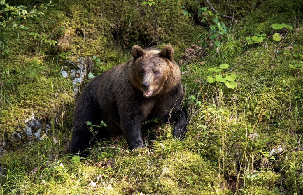 Osha Root: Spring Medicine for the Bears
