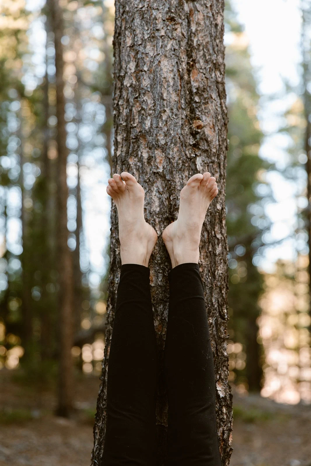 Feetup tree.jpg