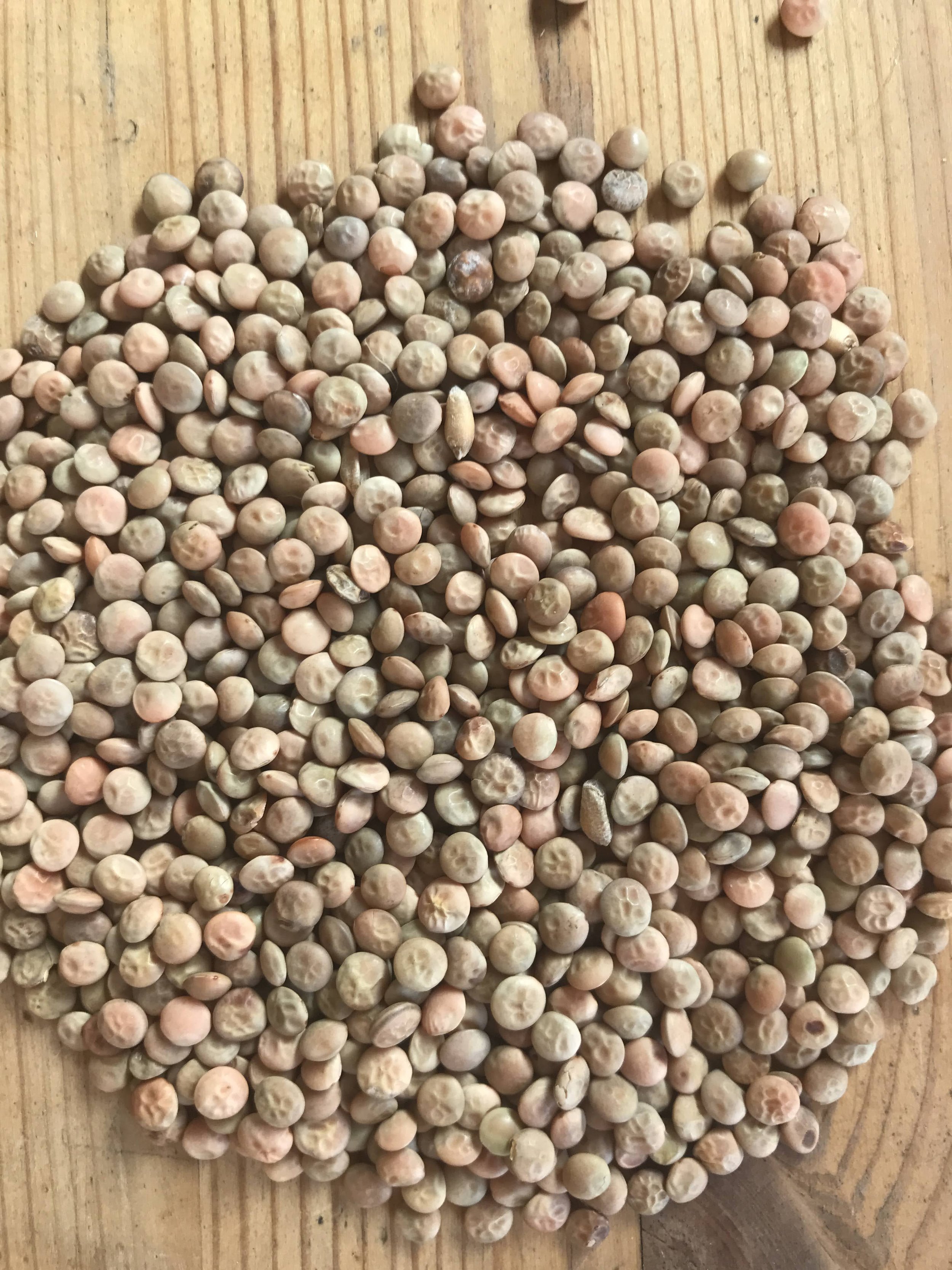 New York lentils! This exciting new crop for our region is fall-planted and harvested mid-summer, providing many soil-building benefits along the way. Creamy and earthy, these lentils land midway between a split red and green lentil.