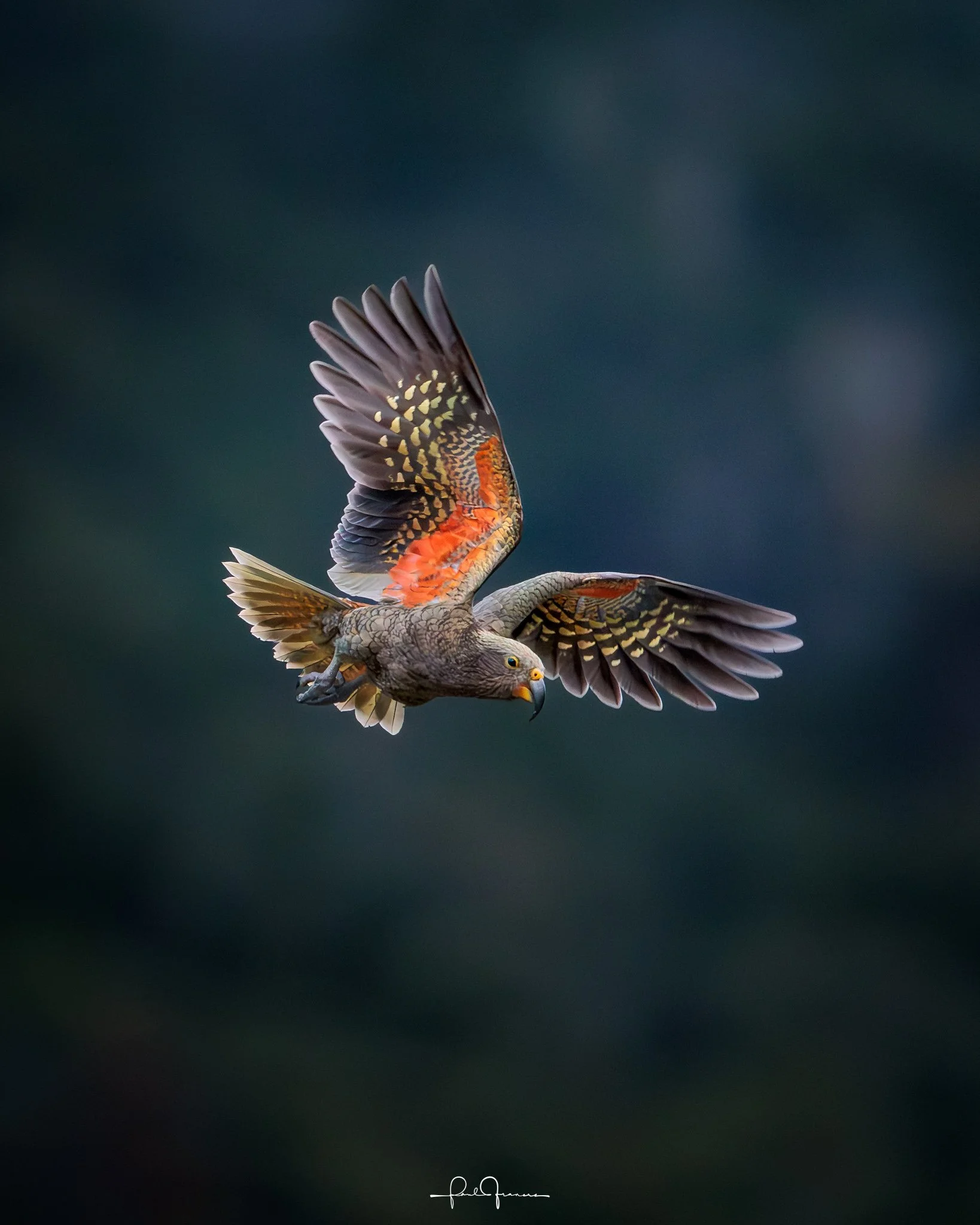 20260308-2443 x 3053-KEA  8x10.jpg