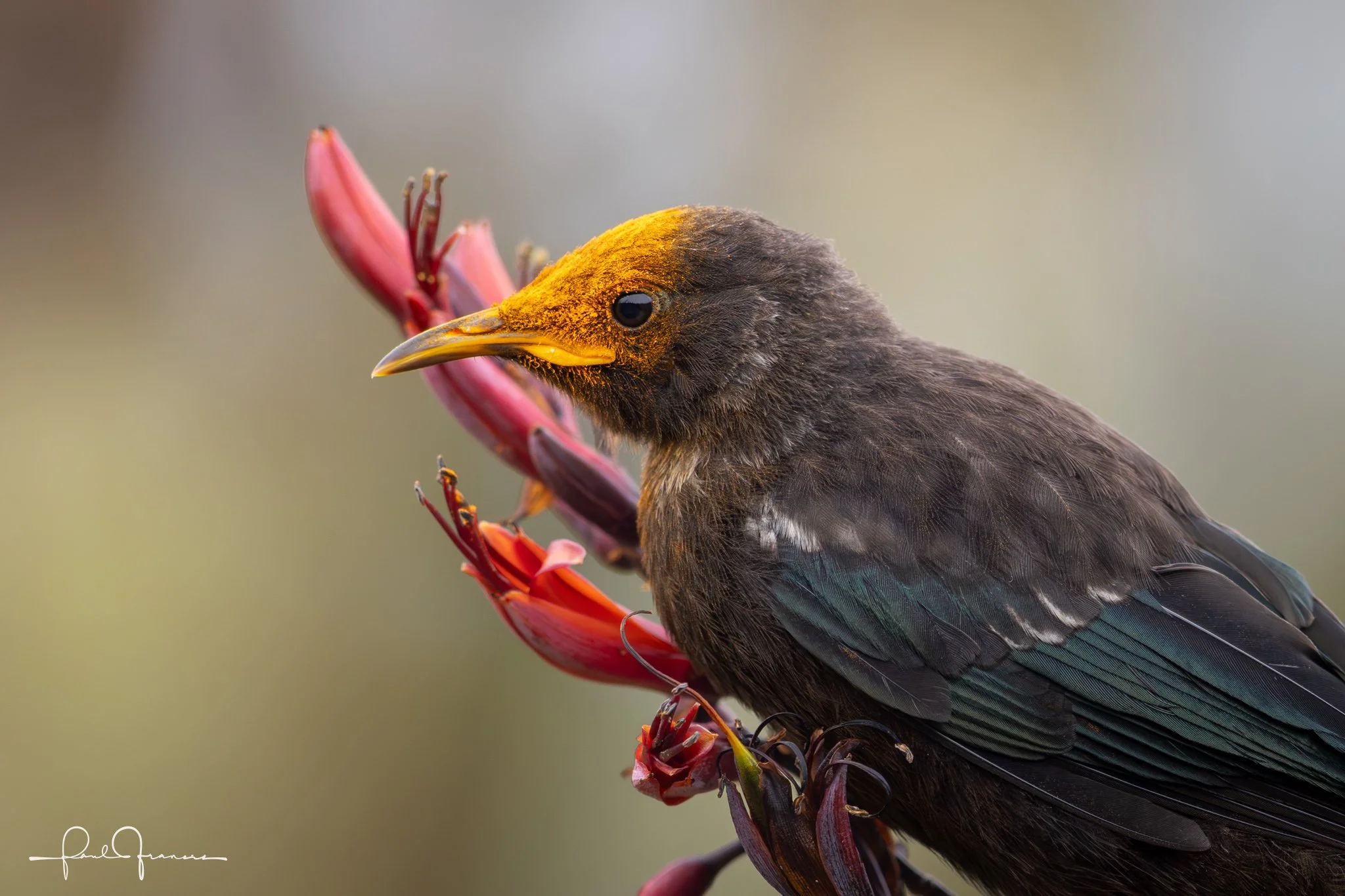 20260109-3412 x 2276-Tui.jpg