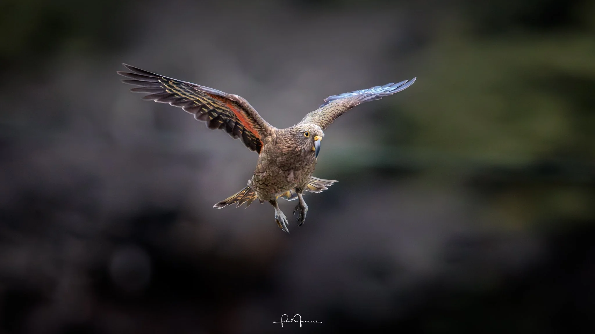 20260308-4117 x 2316-Kea-3.jpg