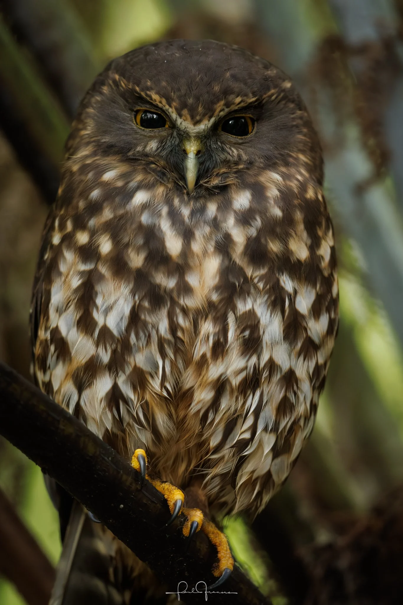 20260507-3392 x 5088-Ruru-1.jpg