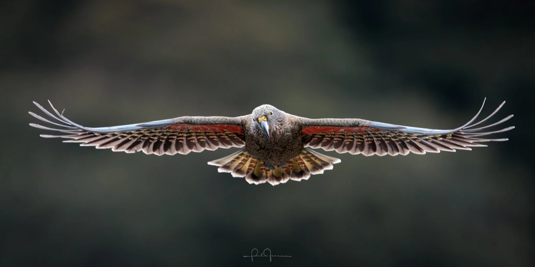 20260314-6897 x 3449-KEA_.jpg