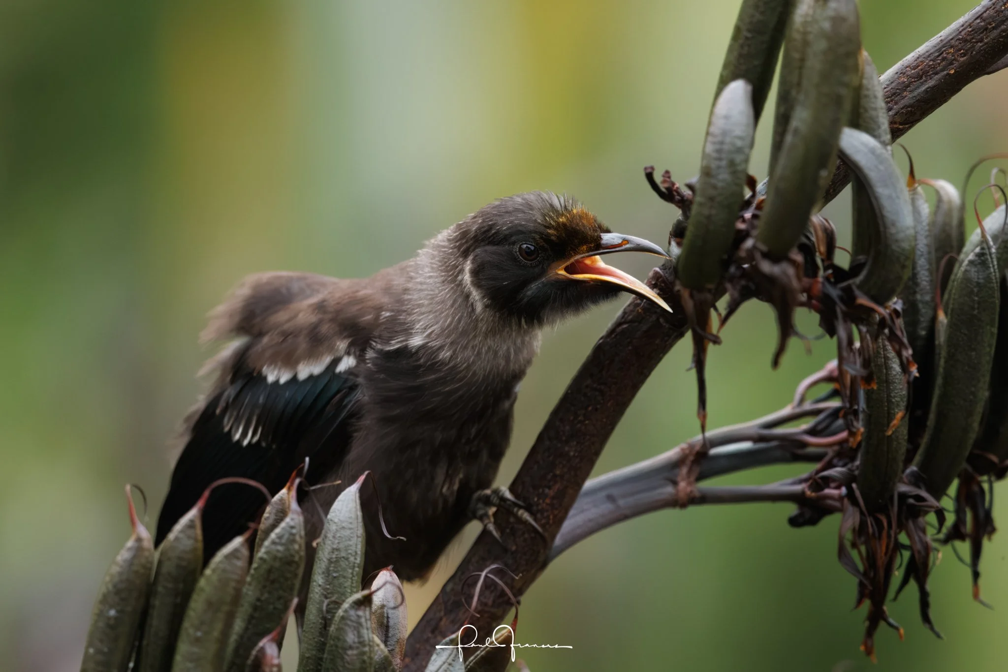 20260110-4190 x 2794-Tui.jpg