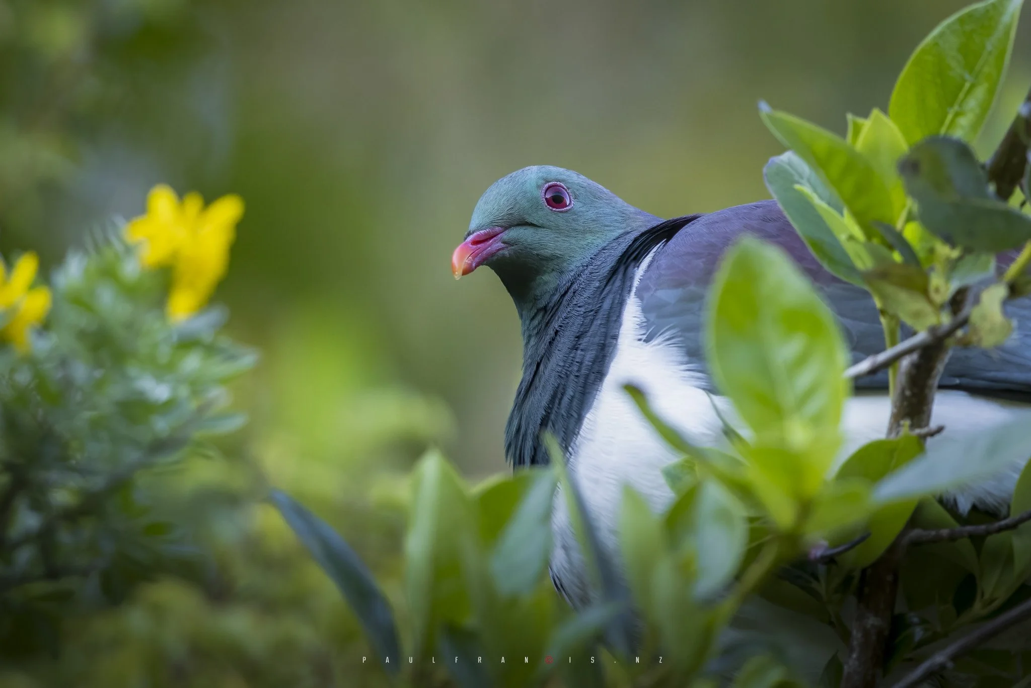 240929-3747 x 2499-SEPTEMBER  - Kereru.JPG