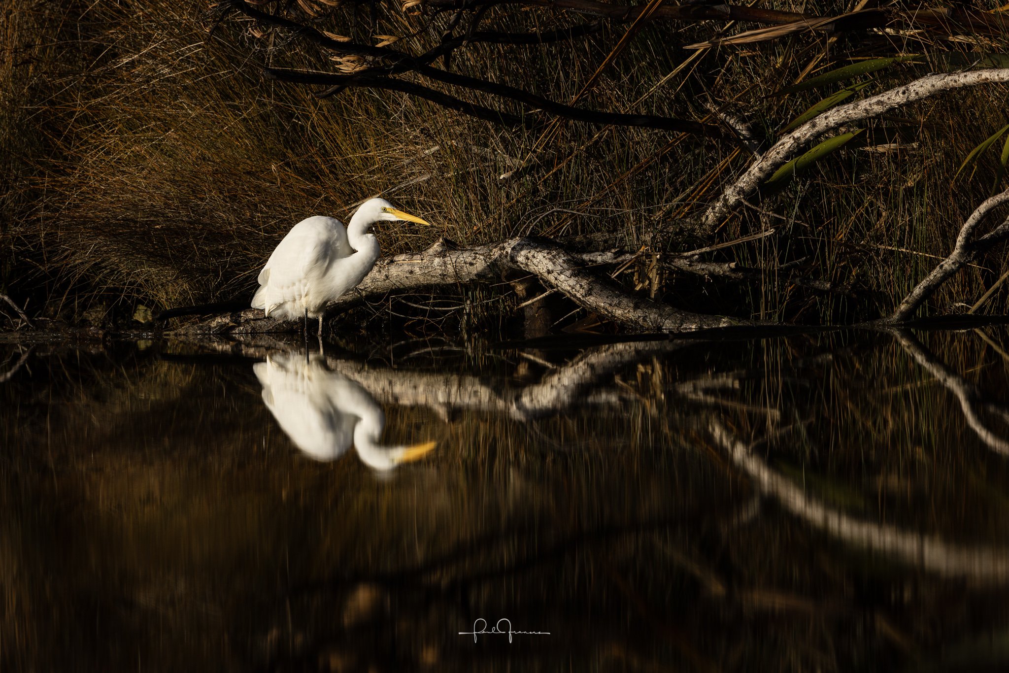 20260525-5806 x 3873-Heronius Reflection.jpg