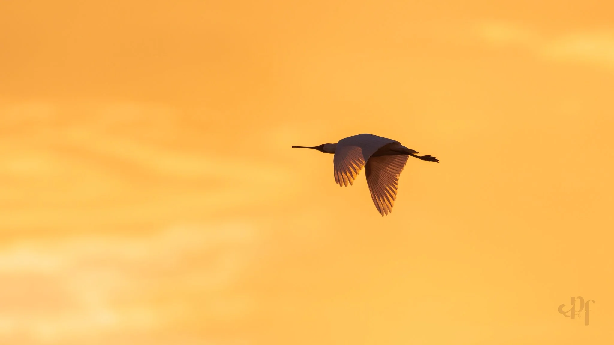 20261022-1957-5560 x 3127-Spoonbill.jpg