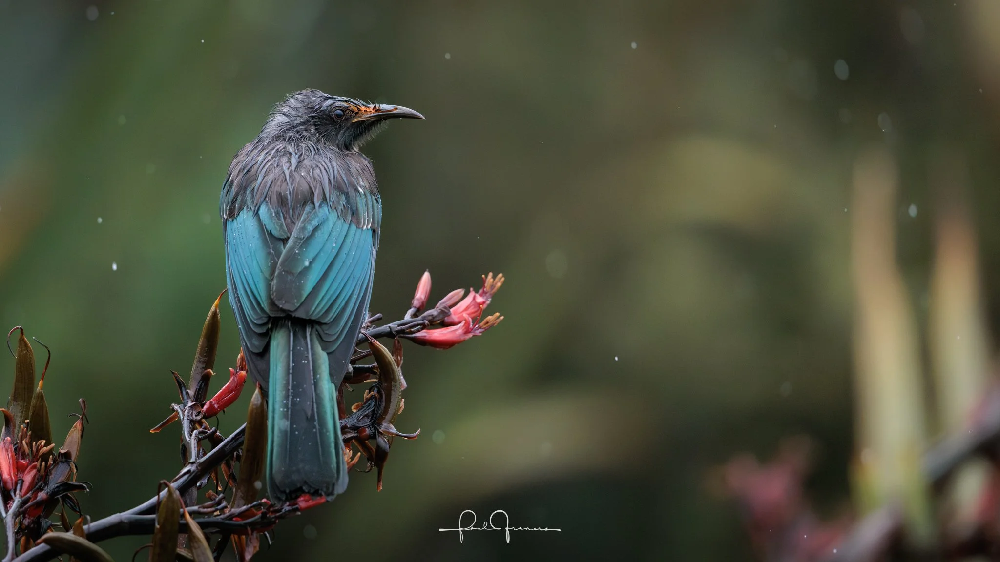 20260110-5841 x 3285-NZCamera Options.jpg