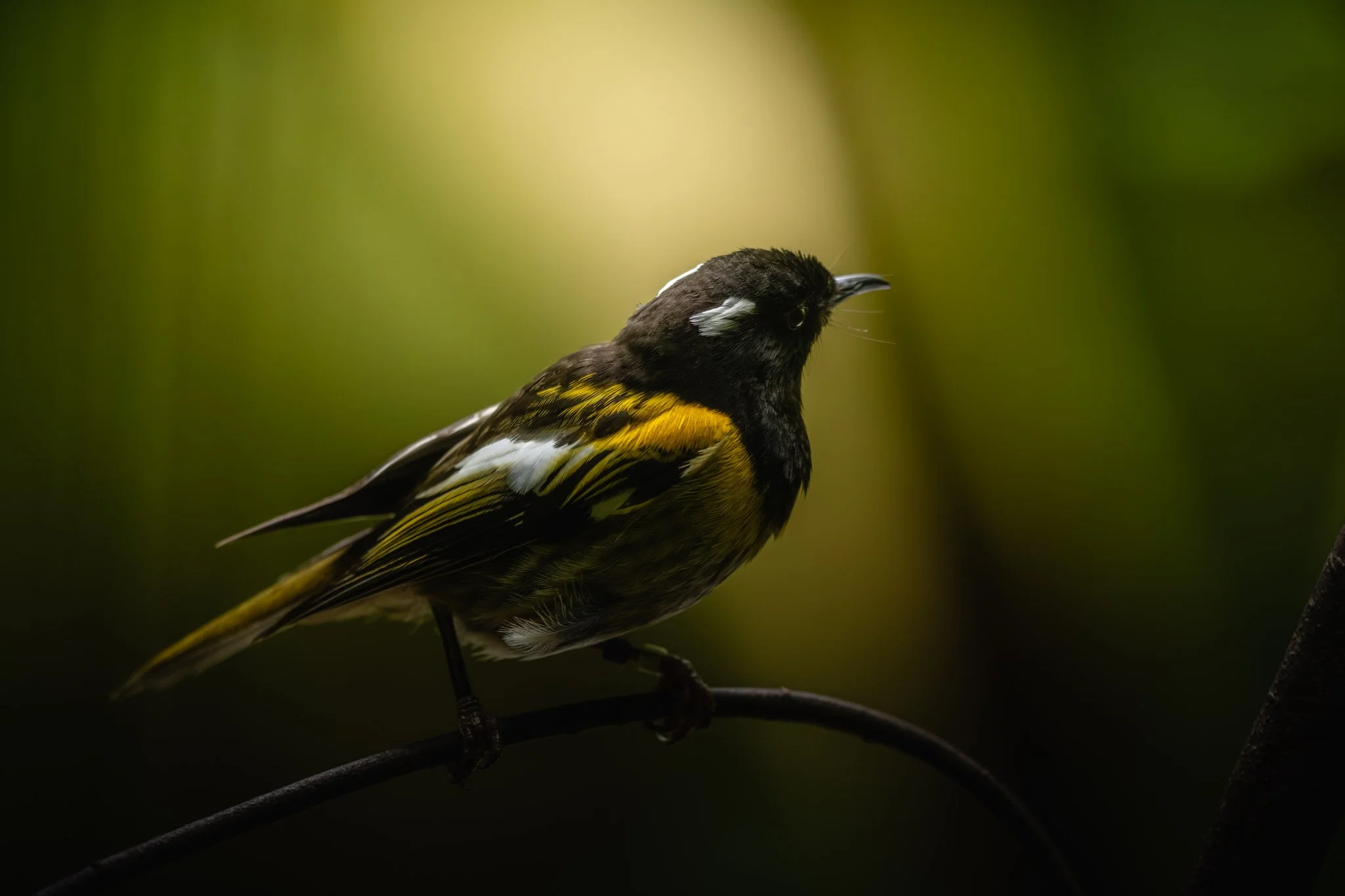 20251123-1408-7696 x 5133-Hihi Website.jpg