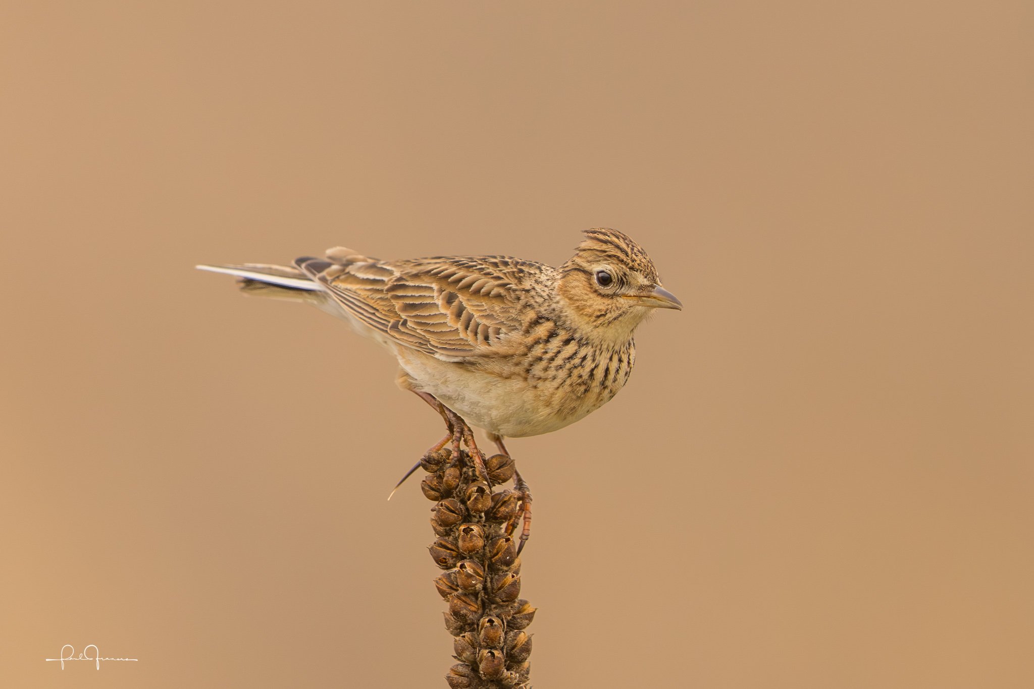 20260822-1102-3012 x 2009-Skylark.jpg