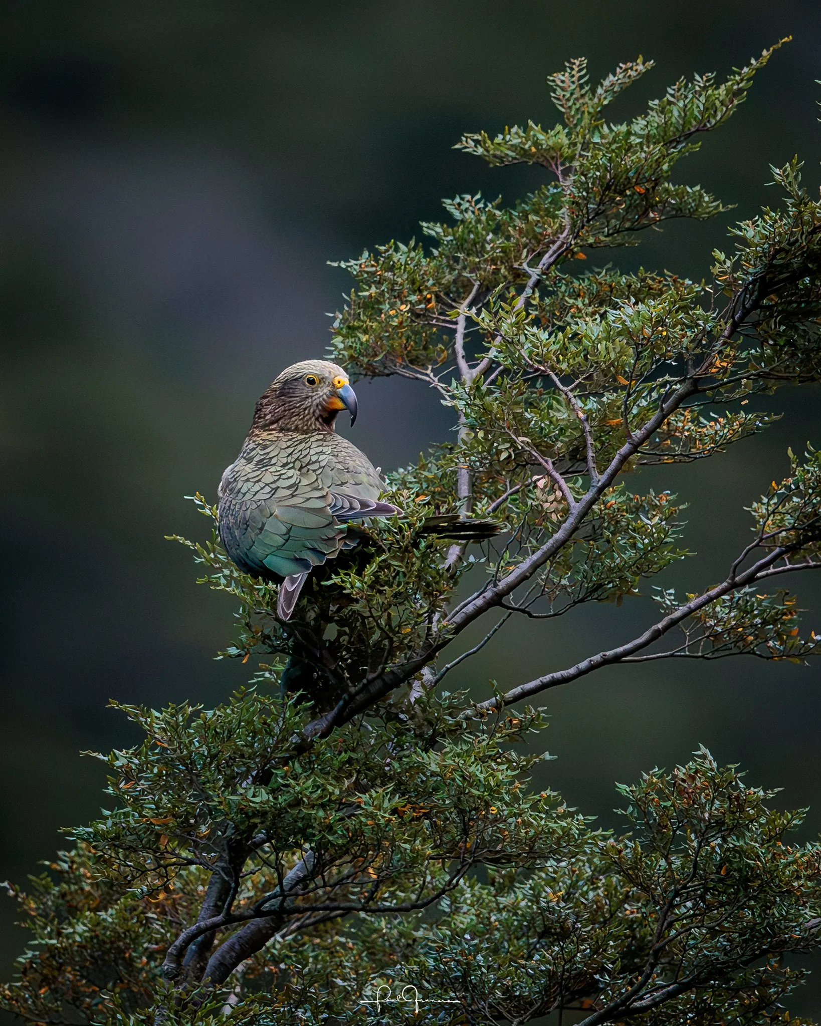 20260308-1884 x 2355-KEA_.jpg