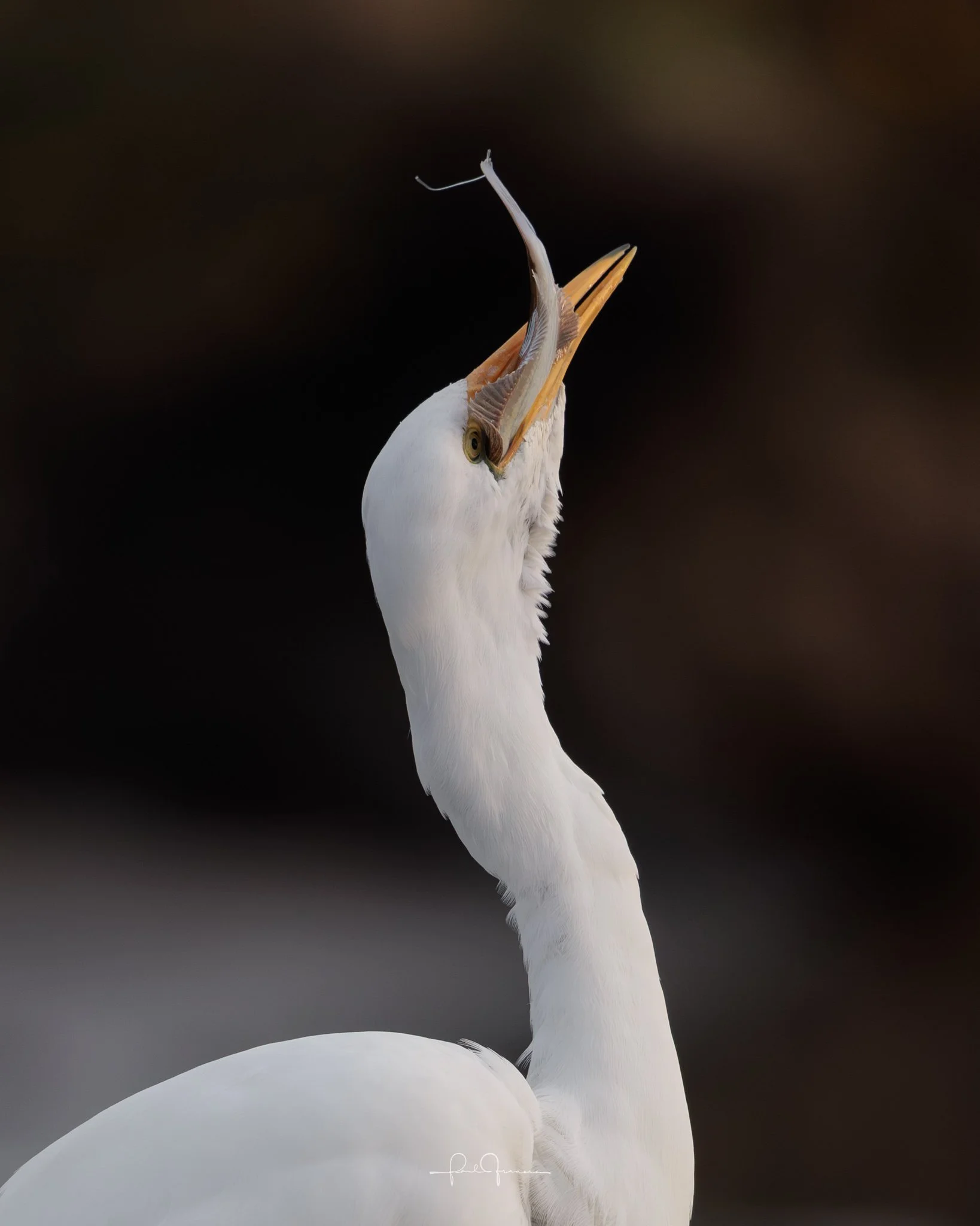 20260524-2135 x 2668-Heronius.jpg