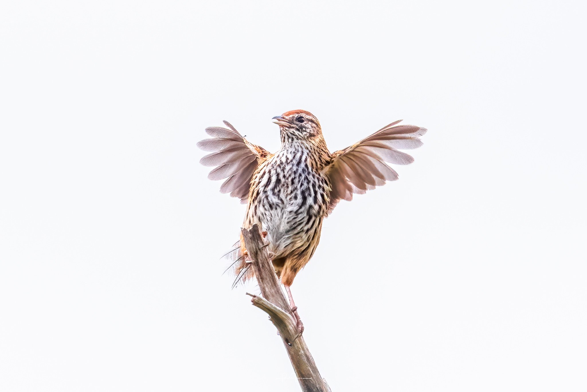 20241124-3630 x 2421-Fernbird2.jpg