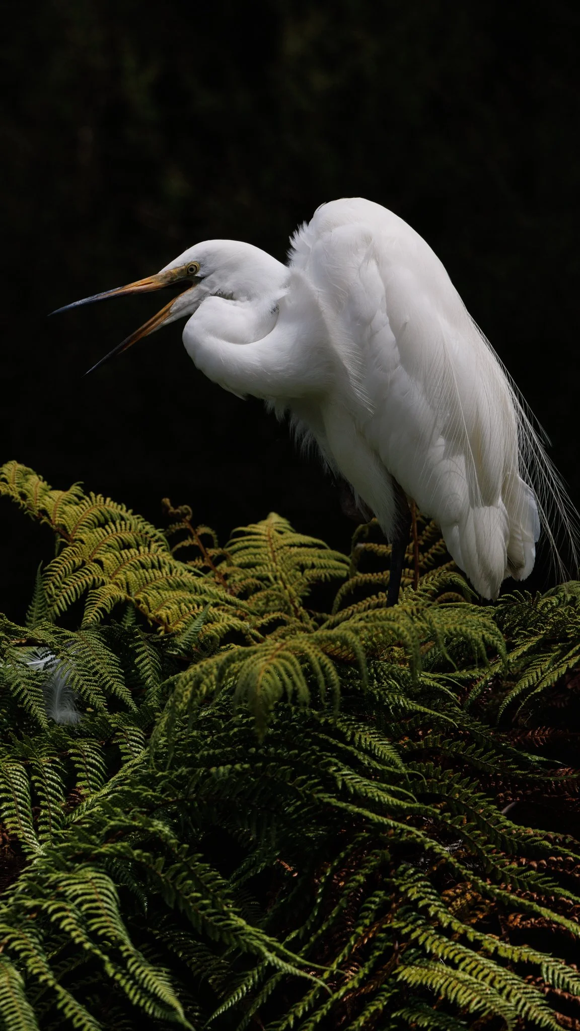 20260109-2700 x 4800-kotuku.jpg