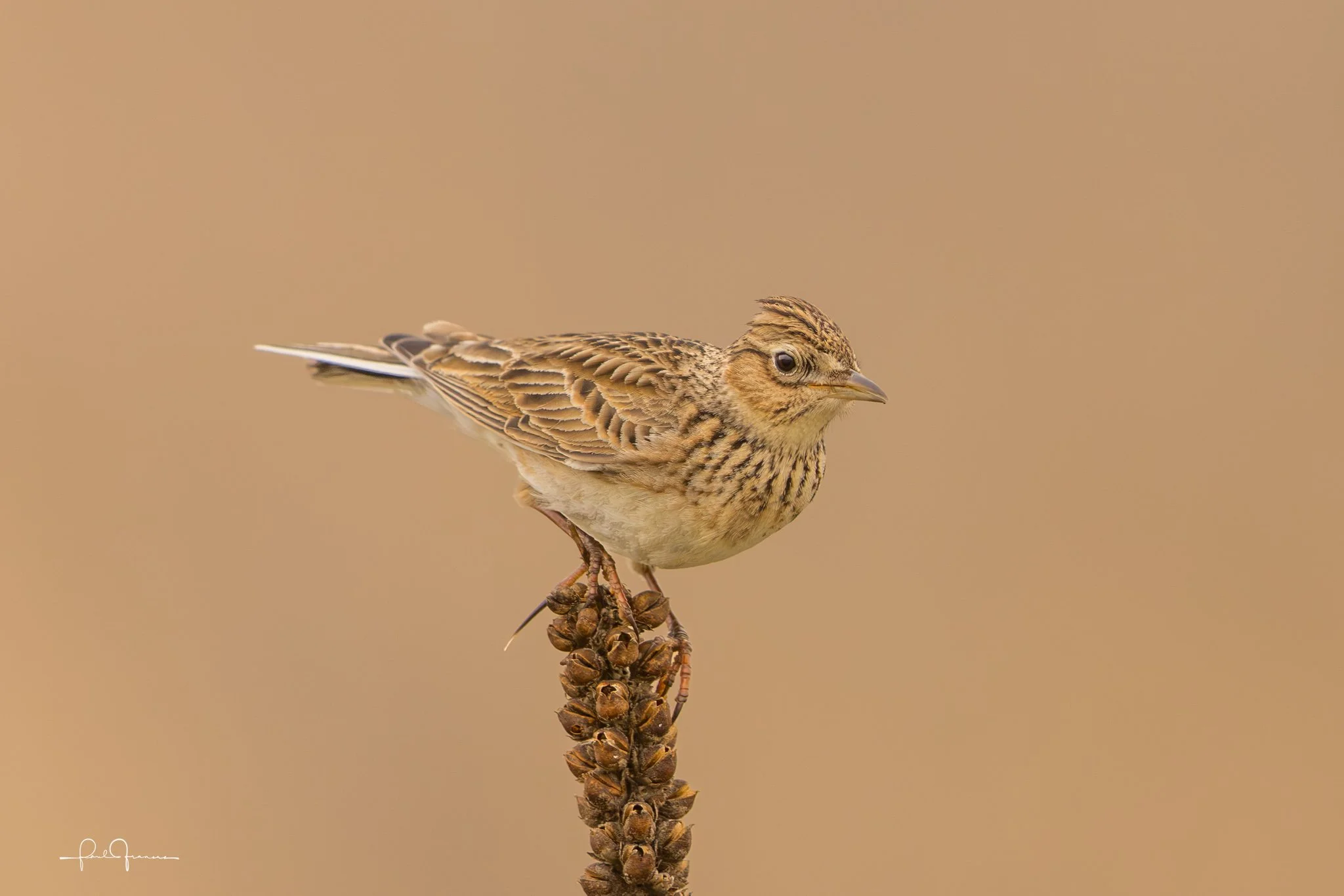 20260822-1102-3012 x 2009-Skylark.jpg