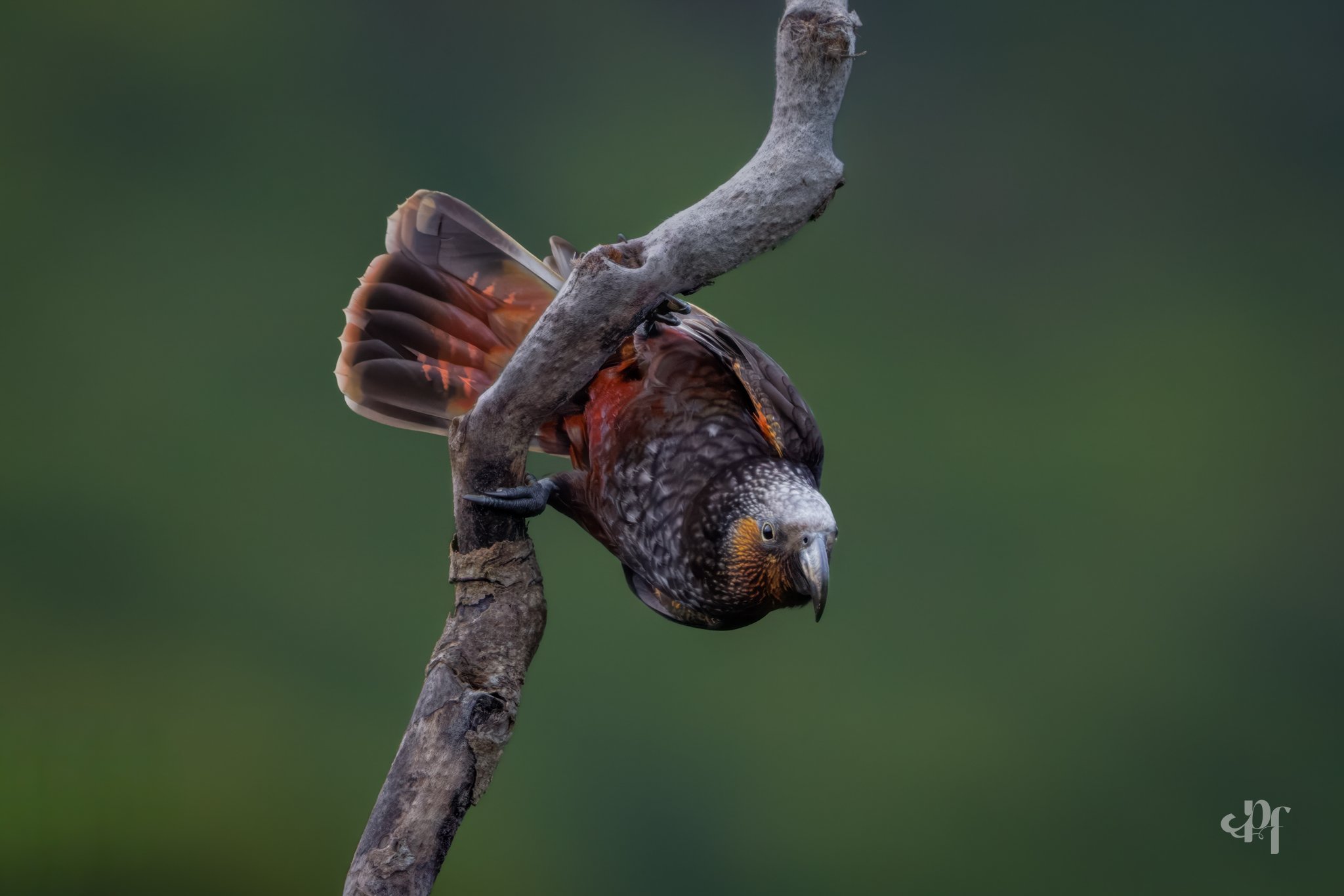 20261011-4764 x 3177-Kaka I.jpg