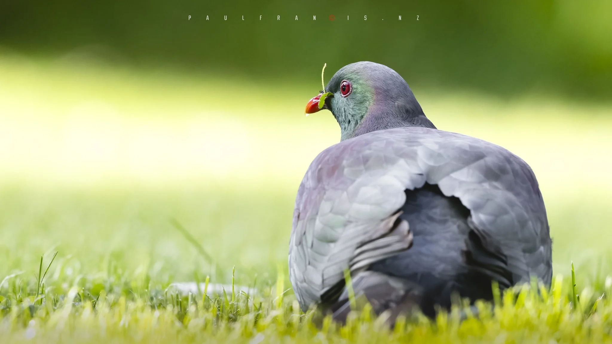 _PFP6088-Edit Kereru.jpg