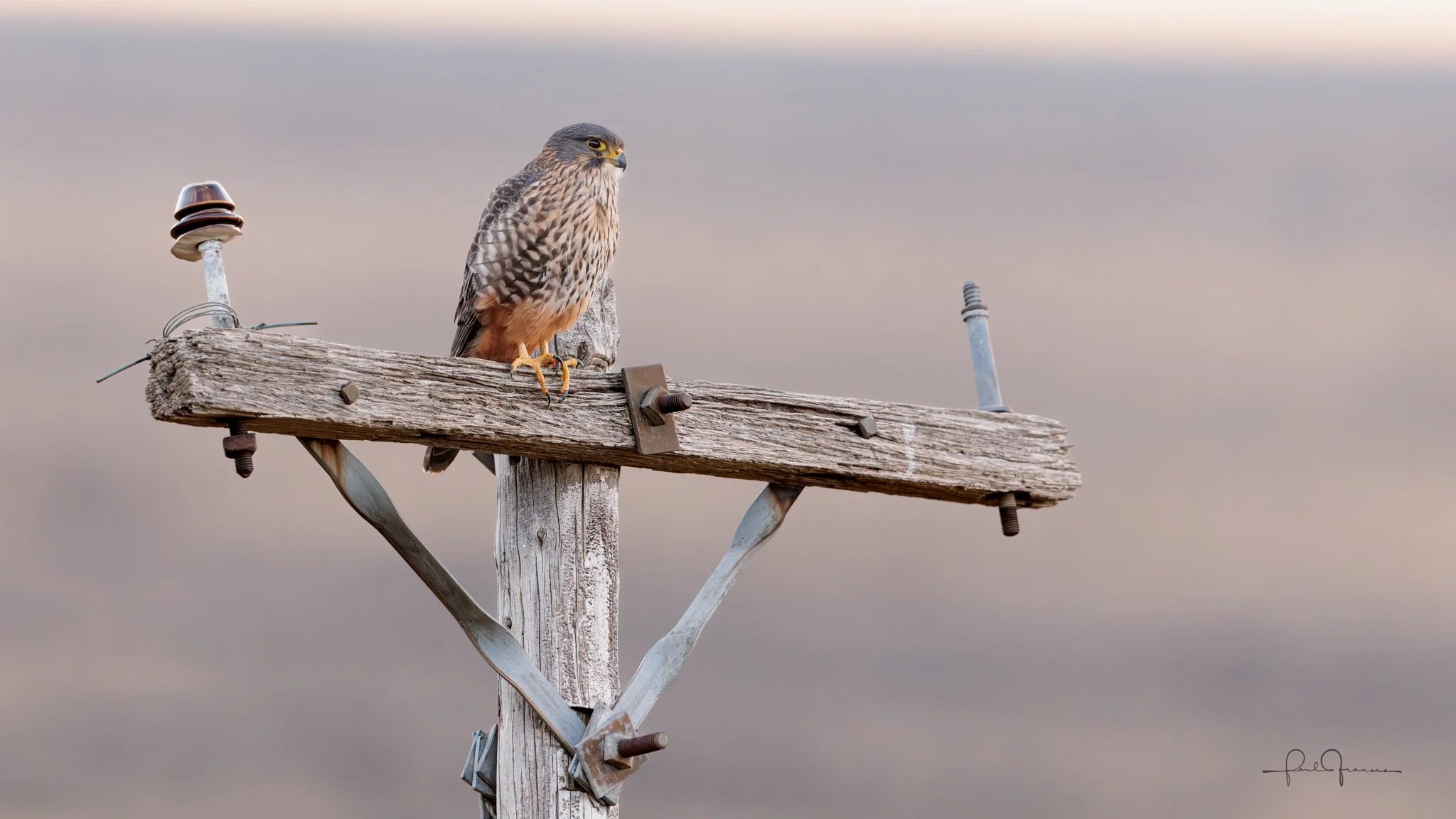 20260618-6395 x 3597-Falcon Karearea.jpg