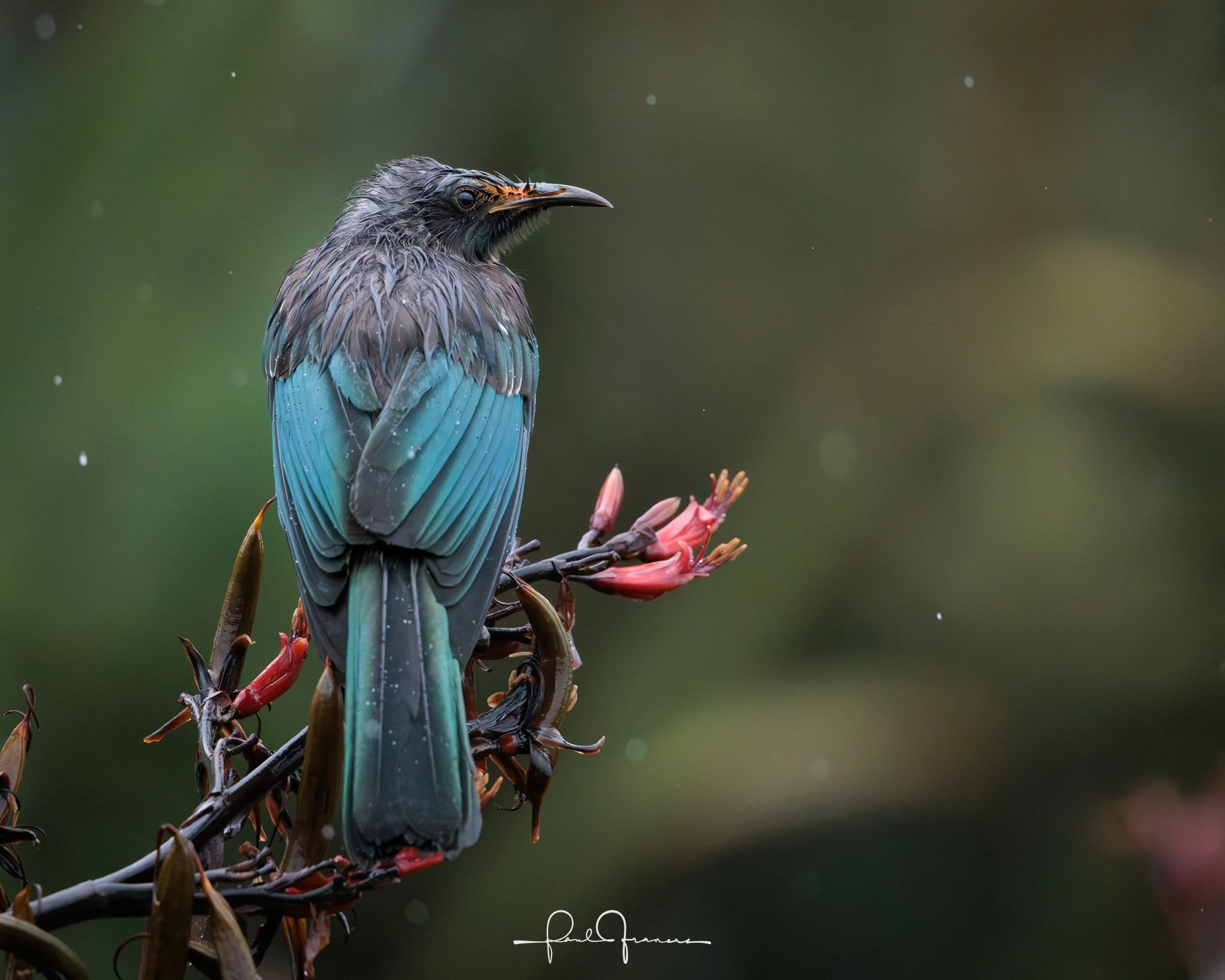 20260110-4195 x 3356-TheWetTui.jpg